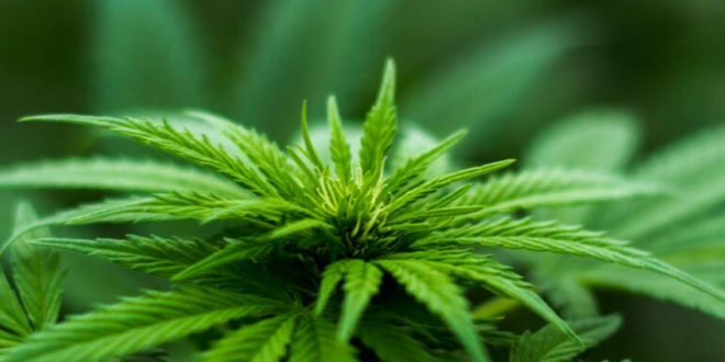 Anvisa deliberará sobre regulamentações da Cannabis Medicinal no Brasil