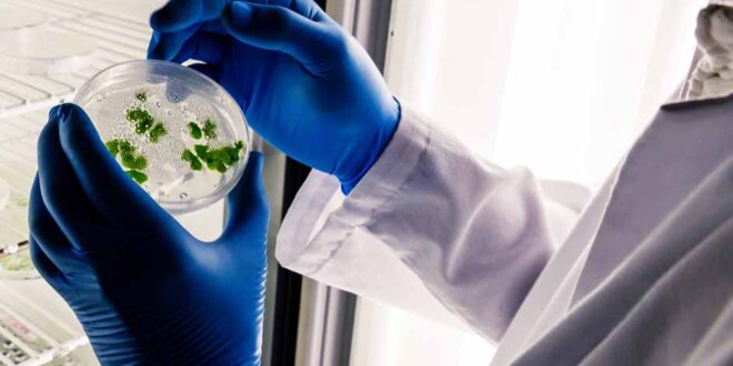 Laboratory worker examining a green substance on a petri dish while conducting coronavirus research